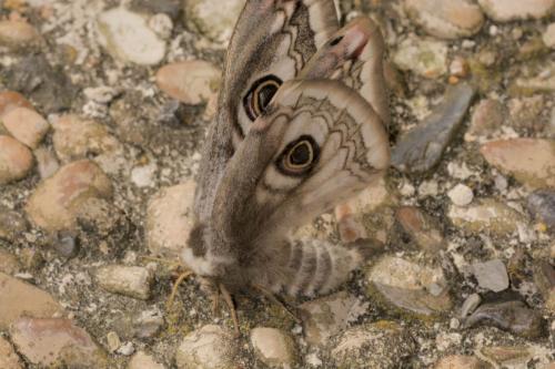 Saturnia pavonia